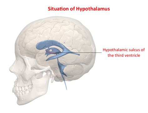 The Role of Hypothalamus in Temperature Regulation