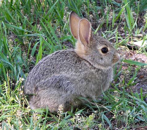 Rabbit Resistant Plants - Fairweathers Garden Centre