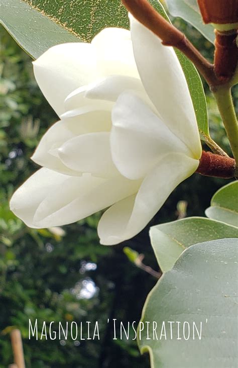 Magnolia 'Inspiration' Evergreen Magnolias – Bleuwood Nursery