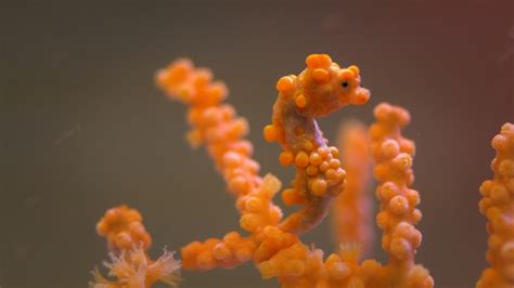 19 Seahorse Facts for Kids That Will Amaze You – Facts For Kids