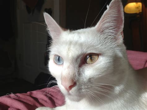 My cat also has Heterochromia. : eyes