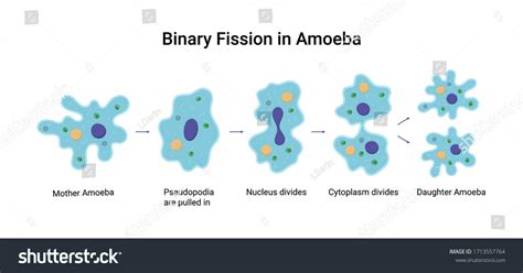 52 Binary Fission Reproduction In Amoeba Bilder, Stockfotos und ...