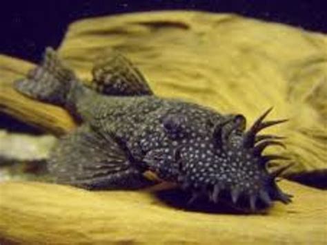 How to Choose the Right Plecostomus (Pleco) - PetHelpful