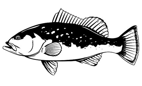 Free Grouper Clipart in AI, SVG, EPS or PSD