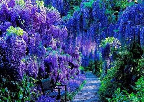 Wisteria garden, Kyoto, Japan | Wisteria fall | Pinterest | Gardens ...