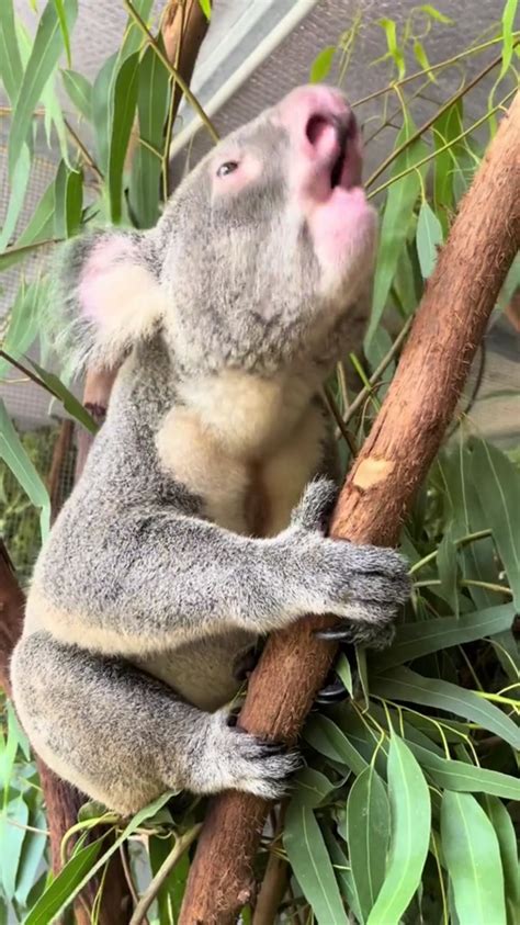 The noise a Koala makes : r/Damnthatsinteresting