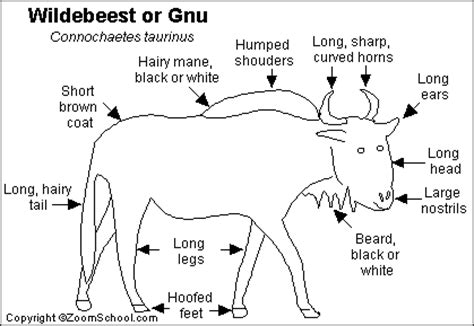 Wildebeest Anatomy