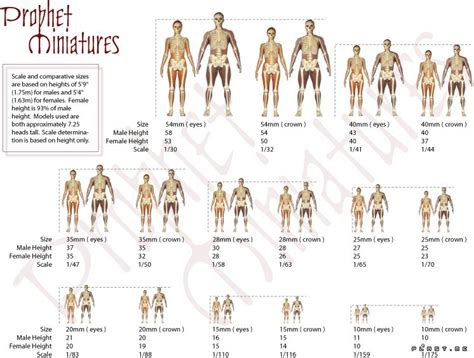 Paint-it-Pink: A Guide to Figure Sizes versus Scale