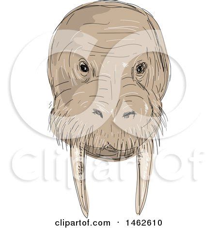 Clipart of a Walrus Face, in Drawing Sketch Style - Royalty Free Vector ...