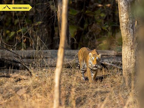 Pench National Park | Treks and Trails India