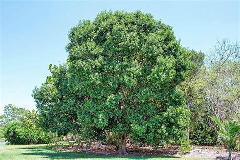 Sideroxylon foetidissimum - Monaco Nature Encyclopedia