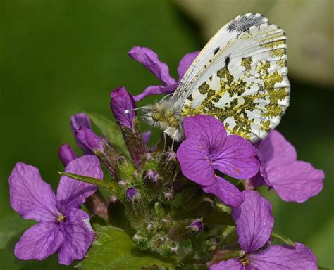 Female Orange Tip Butterfly by Simon Gittus on 500px | Butterfly ...