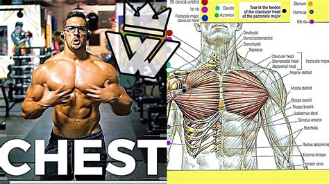 Get Chest Muscle Anatomy Workout Pics | altravoceilblog