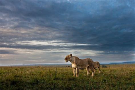 National Parks of Tanzania - African Safari Consultants