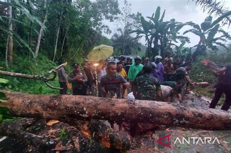 Pohon tumbang akibatkan kemacetan di jalan lintas Bengkulu-Sumsel ...