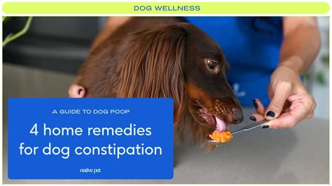 4 Home Remedies for Constipation in Dogs - YouTube