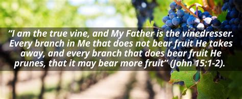 God’s Vineyard | LIVE TO LOVE WITH JESUS