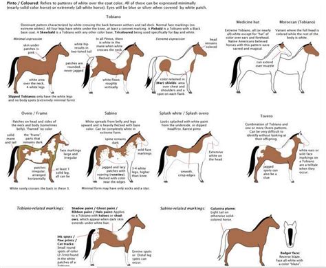 the different horses are shown in this diagram