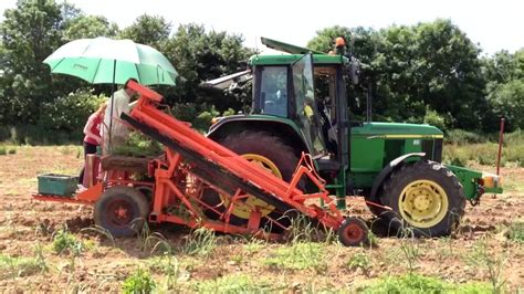 Harvesting garlic at the South West Garlic Farm - YouTube