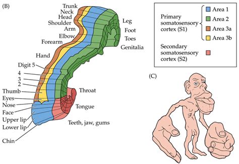 Somatosensory Cortex Function and Location