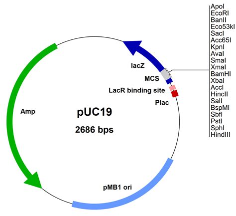 Cloning Vector (Plasmid) - Biology Ease