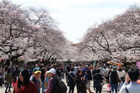 Cherry blossoms at Ueno Park