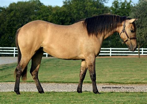 Buckskin Quarter Horse Gelding For Sale In Nc Cheap