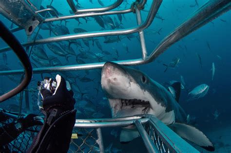 Is Shark Cage Diving Safe? - American Oceans