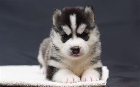 Baby Husky Wallpapers - Wallpaper Cave