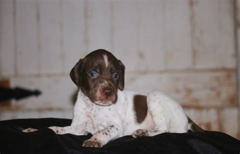 Braque Francais Puppies – Boykin Spaniels and other Gun Dogs Available ...