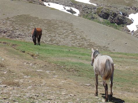 The wildlife of Sierra Nevada | Erasmus blog Granada, Spain