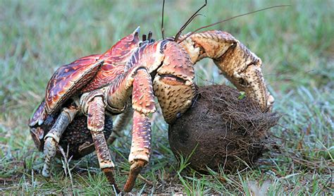 mother nature: Coconut Crab