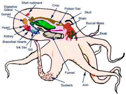 Atlantic Pygmy Octopus - Digestive systems