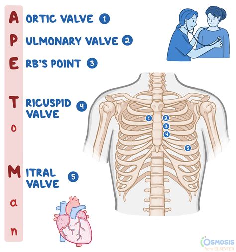 APE To Man: Heart Sounds Mnemonic | Osmosis