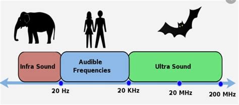 What is The Normal Ultrasound Frequency Range for Humans?