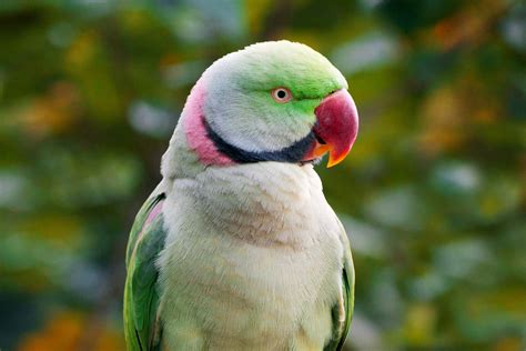 8 Top Green Parrots to Keep as Pets