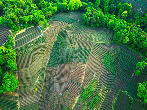 Aerial Photography Tea Garden Picture And HD Photos | Free Download On ...