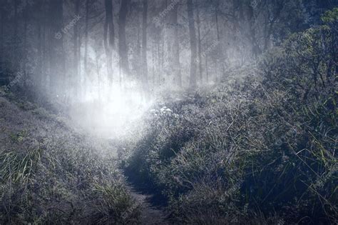 Premium Photo | Haunted forest with fog