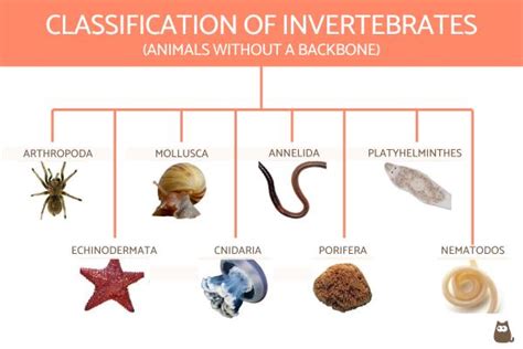 Classification of Invertebrates Chart With Definitions and Examples