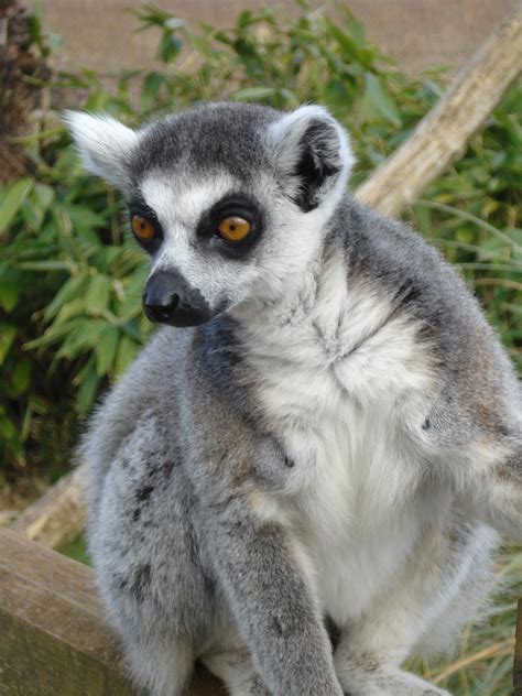 720x1280 wallpaper | Animal, Fur, Grey, Lemur, Sitting, one animal ...