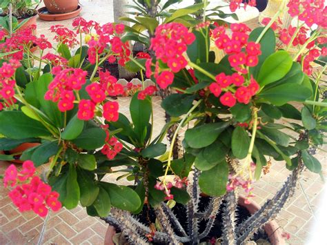 Crown Of Thorns Plant