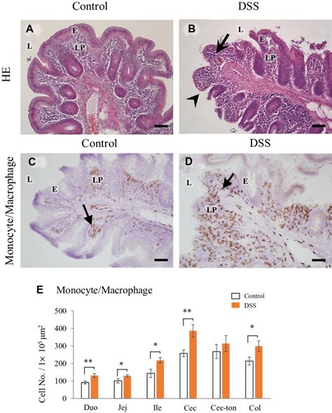 Micrographs showing the histology of the cecum in hens orally ...