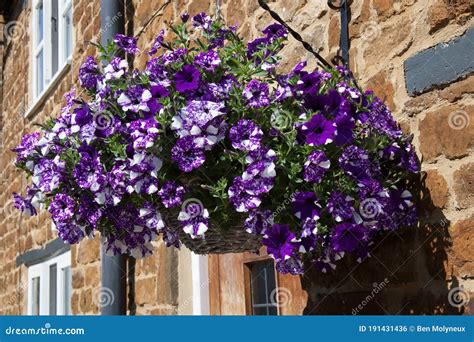 A Hanging Basket Full of Large White Petunia, a Species of Nightshade ...