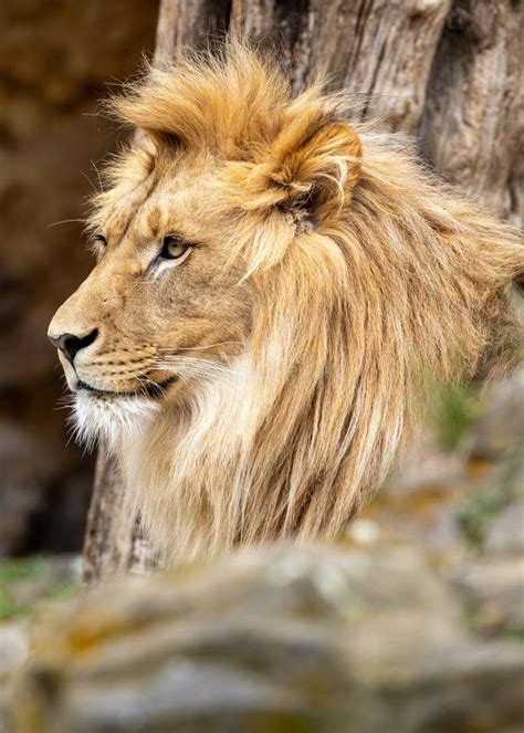 The Majestic Roar of a Lion in the Savannah Sunset Stock Image - Image ...