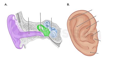 Anatomy of the external and middle ear | Osmosis