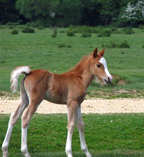 Cute Baby Foal Free Stock Photo - Public Domain Pictures