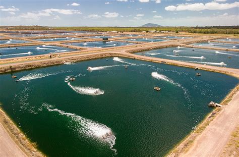 Australian Farmed Prawns - Australian Prawn Farming Industry