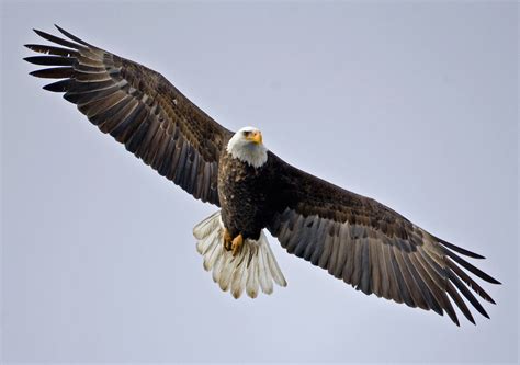 Bald Eagle Wallpapers (63+ images)