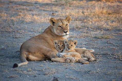 Lion Cubs - Growing up in the wild | Blog - Lalibela Game Reserve