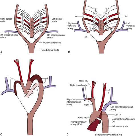 Embryology | Thoracic Key